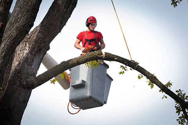  Richmond Heights, FL Tree Service Pros